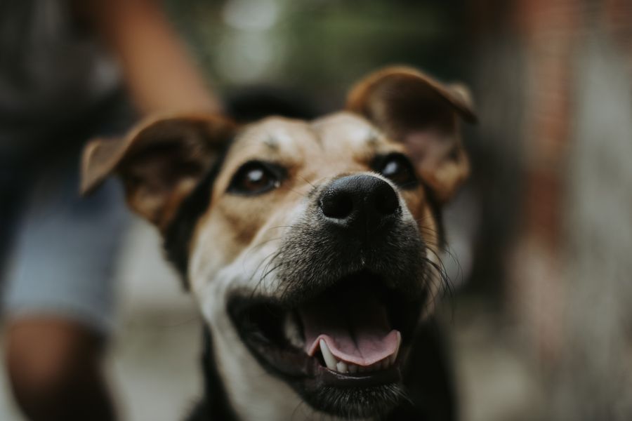 Perro disfrutando