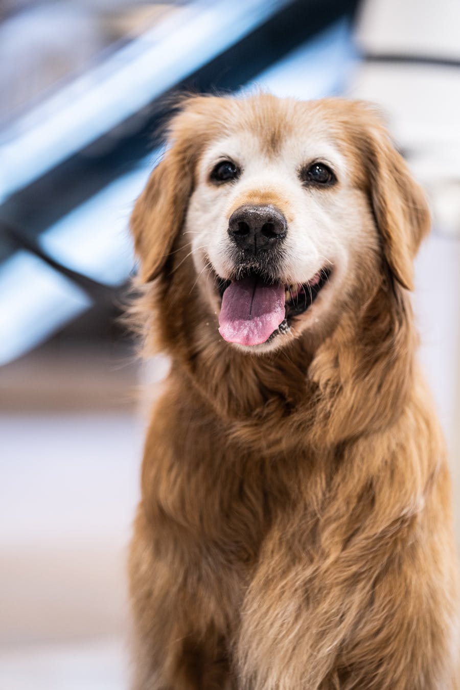 Perro feliz